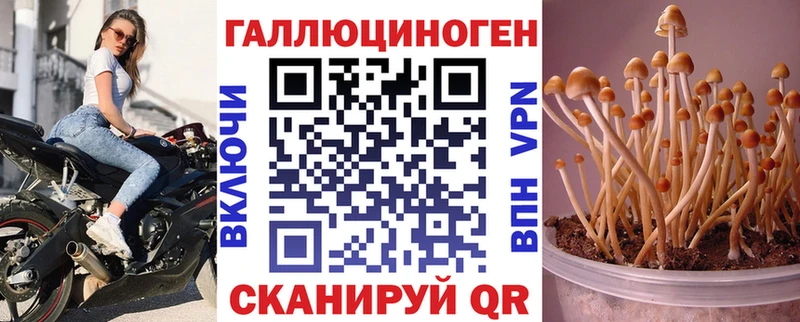 Галлюциногенные грибы Psilocybe как найти наркотики Усть-Джегута